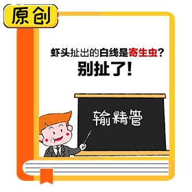 蝦頭扯出的白線是寄生蟲(chóng)？別扯了！ (3)